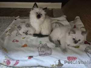 Photo №1. ragdoll - for sale in the city of Antwerp | Is free | Announcement № 161601