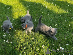 Photo №2 to announcement № 166202 for the sale of british shorthair - buy in Germany private announcement