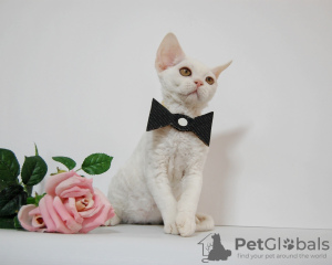 Photo №3. Male Devon Rex. United States