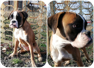 Photo №2 to announcement № 5639 for the sale of boxer - buy in Russian Federation from nursery