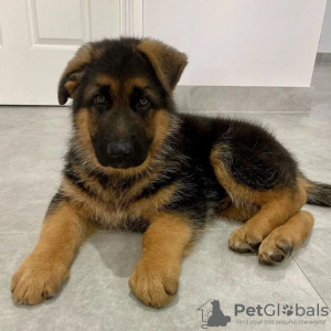 Photo №1. german shepherd - for sale in the city of Tbilisi | negotiated | Announcement № 71101