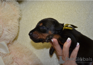 Additional photos: High-breed Doberman puppies