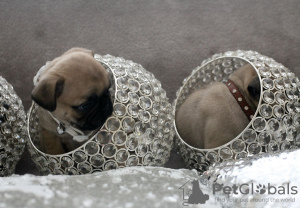 Photo №2 to announcement № 96065 for the sale of pug - buy in Germany private announcement