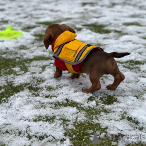 Photo №3. Dachshund puppies are playful, curious, and adorable companions. With their. Germany
