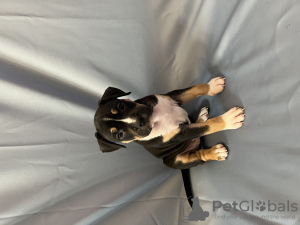 Photo №4. I will sell american staffordshire terrier in the city of Tallinn. breeder - price - 1268$