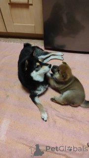 Photo №4. I will sell shiba inu in the city of Moscow river. private announcement - price - negotiated