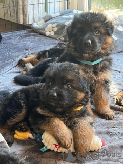 Photo №1. german shepherd - for sale in the city of Benavente | negotiated | Announcement № 164439