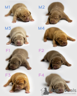 Photo №3. American Bully puppies. Serbia