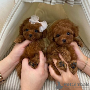 Photo №1. poodle (toy) - for sale in the city of Mandria | Is free | Announcement № 120443