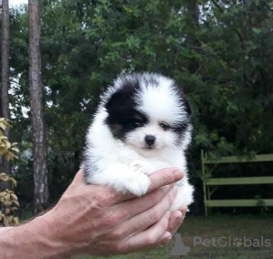 Photo №1. pomeranian - for sale in the city of Kuwait City | negotiated | Announcement № 133802