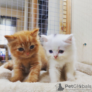 Photo №1. persian cat - for sale in the city of Bern | negotiated | Announcement № 121747