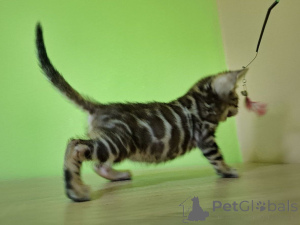 Photo №4. I will sell bengal cat in the city of Łódź. breeder - price - 847$