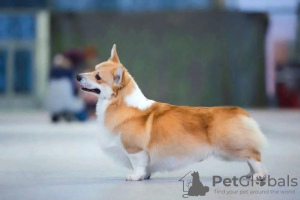 Photo №4. I will sell welsh corgi in the city of Khabarovsk. from nursery, breeder - price - 1$