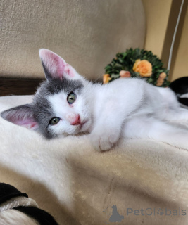Photo №3. European short -haired kittens with documents. Austria