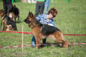 Additional photos: Deutscher Schaferhund Langhaarig