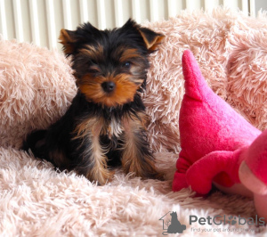 Photo №1. yorkshire terrier - for sale in the city of Ołomuniec | 475$ | Announcement № 123696