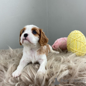 Photo №3. Meet Oliver the sweetest little gentleman with a heart full of love and eyes. Germany