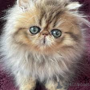Photo №2 to announcement № 166780 for the sale of persian cat - buy in France private announcement, breeder