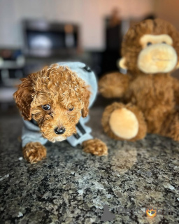 Photo №4. I will sell poodle (toy) in the city of Helsinki. private announcement, from the shelter - price - 516$