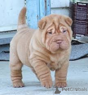 Photo №4. I will sell shar pei in the city of Berlin.  - price - negotiated