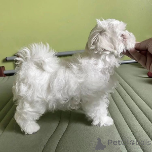 Photo №3. Bichon Maltese Puppies available Female AKC registered Vet health checked 1st. Poland