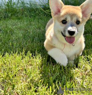 Additional photos: Pembroke Welsh Corgi puppies