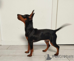 Photo №3. Zwergpincher puppies - males from Tallinn excellent pedigrees, socialized and. Estonia