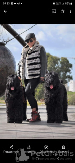 Photo №1. black russian terrier - for sale in the city of Tel Aviv | Is free | Announcement № 53855