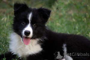 Photo №2 to announcement № 173566 for the sale of border collie - buy in Serbia 