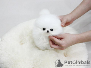 Photo №1. pomeranian - for sale in the city of Paris | 423$ | Announcement № 101824