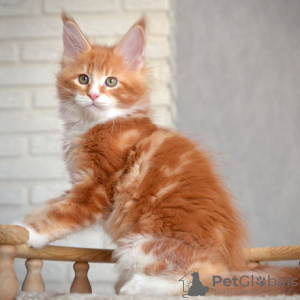 Photo №1. maine coon - for sale in the city of London | negotiated | Announcement № 118782