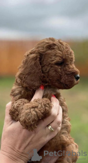 Photo №2 to announcement № 75332 for the sale of poodle (dwarf) - buy in Serbia breeder