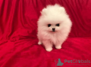 Photo №1. poodle (toy) - for sale in the city of Šamac | 300$ | Announcement № 63509