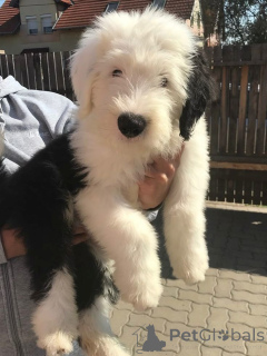 Photo №1. bobtail - for sale in the city of Barsbüttel | 361$ | Announcement № 171424