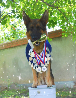 Photo №2 to announcement № 6151 for the sale of german shepherd - buy in Russian Federation breeder