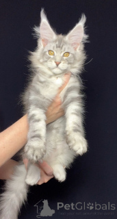 Photo №2 to announcement № 141767 for the sale of maine coon - buy in France from nursery