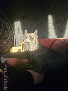 Additional photos: We offer puppies Kane Corso