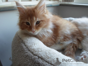 Photo №1. maine coon - for sale in the city of Berlin | 370$ | Announcement № 114600