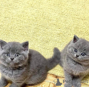 Photo №1. british shorthair - for sale in the city of Berlin | negotiated | Announcement № 128793