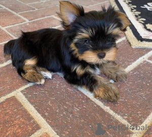 Photo №3. Adorable,friendly and playful classic, pure yorkshire terrier. Only for people. United States