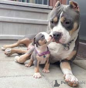 Photo №2 to announcement № 136054 for the sale of american pit bull terrier - buy in Switzerland 