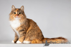 Photo №4. I will sell  in the city of Khimki. from the shelter - price - Is free