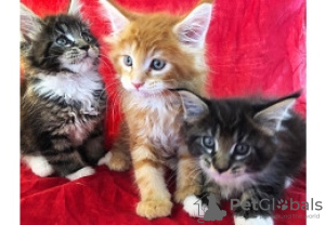 Photo №1. maine coon - for sale in the city of Амстердам | 264$ | Announcement № 124253