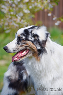 Photo №4. I will sell australian shepherd in the city of Minsk. private announcement, from nursery, breeder - price - 882$