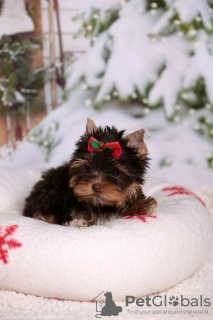 Photo №1. yorkshire terrier - for sale in the city of Pilsen | Is free | Announcement № 120802