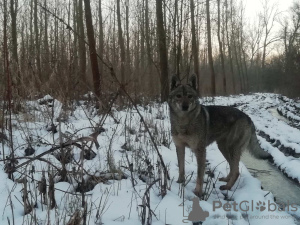Photo №3. Czechoslovakian Wolfdog puppy. Serbia