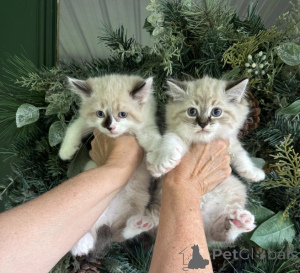 Photo №1. american bobtail - for sale in the city of Belen | 361$ | Announcement № 173514