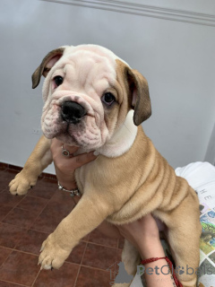 Photo №1. australian terrier - for sale in the city of Aizlingen | 465$ | Announcement № 158467