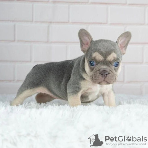 Photo №1. french bulldog - for sale in the city of Maastricht | negotiated | Announcement № 129495