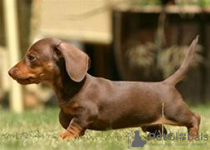 Photo №1. dachshund - for sale in the city of Vantaa | Is free | Announcement № 127413